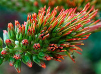 Acrocarpus Fraxinifolius Tree Pink Cedar Erosion Control Fodder – Hardy Fruit Tree Seeds Product Image – High Quality Seeds for Gardeners