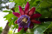Passiflora Quadrangularis Seeds Giant Granadilla – Garden Flower Seeds