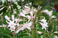 Crinum Lily Herbertii – Garden Herb Seeds for Planting