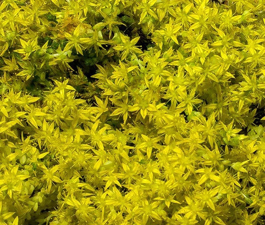 Sedum Yellow Stonecrop Sedum Ellacombianum – Perennial Groundcover Seeds