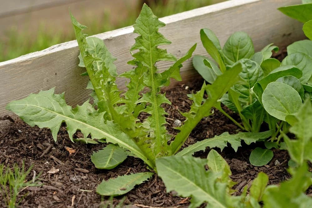 Italian Dandelion Bulk – Garden Flower Seeds for Planting