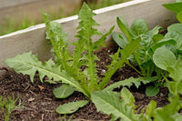 Italian Dandelion Bulk – Garden Flower Seeds for Planting