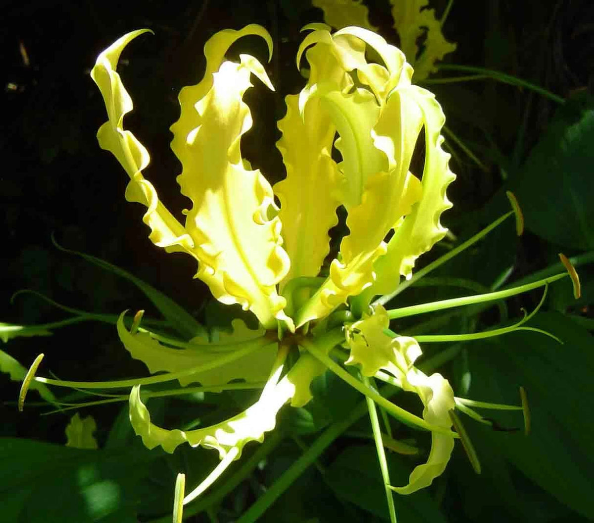 Gloriosa Lutea – Climbing Flame Yellow Lily Flower Seeds