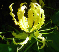 Gloriosa Lutea – Climbing Flame Yellow Lily Flower Seeds