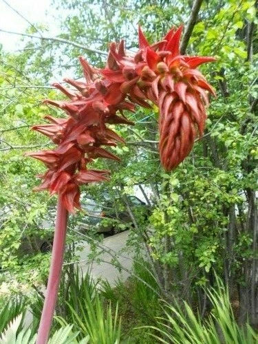 Melianthus Major – Fragrant Giant Honey Bush Shrub Seeds