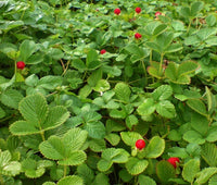 Indian Strawberry Duchesnea Indica Groundcover Fruit Seeds