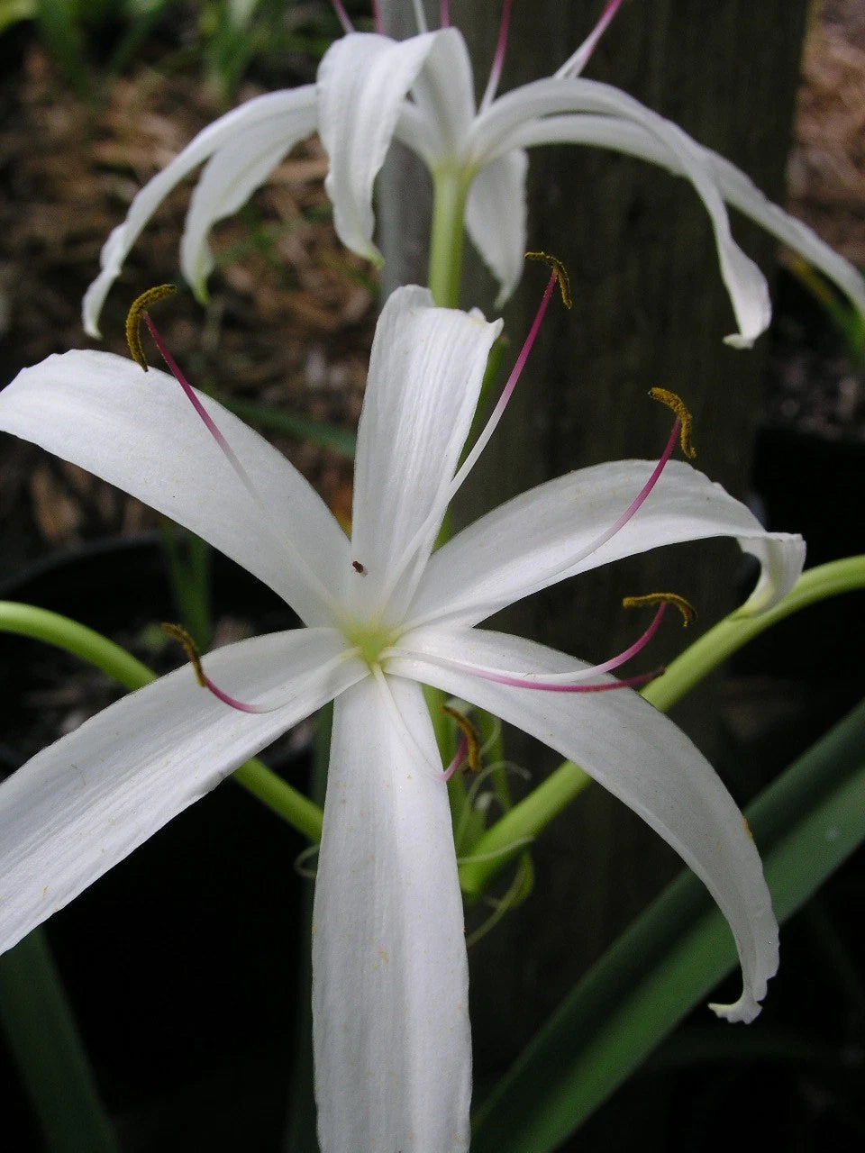 Crinum Lily Americanum – Garden Flower Seeds