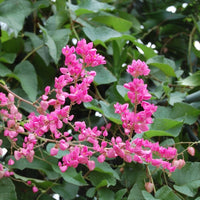 Antigonon Leptopus Coral Vine Queen’s Wreath Mexican Creeper –