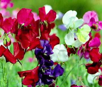 Sweet Pea Bijou Dwarf Mixed Colors Lathyrus – Climbing Garden Flower Seeds