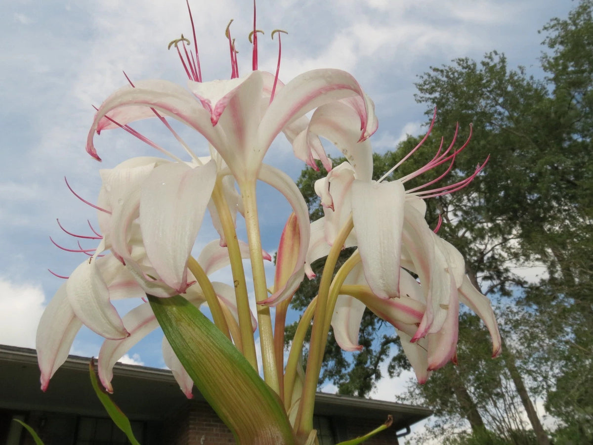Crinum Lily Sundance Jumbo Blooming-Size Bulb New Large Flowers Rare - Flower Seeds