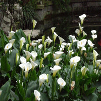 Calla Lily Mix – Perennial Garden Flower Seeds