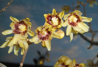 Chimonanthus Praecox – Fragrant Wintersweet Shrub Seeds