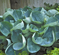 Abiqua Drinking Gourd Hosta – Hardy Perennial Flower Seeds