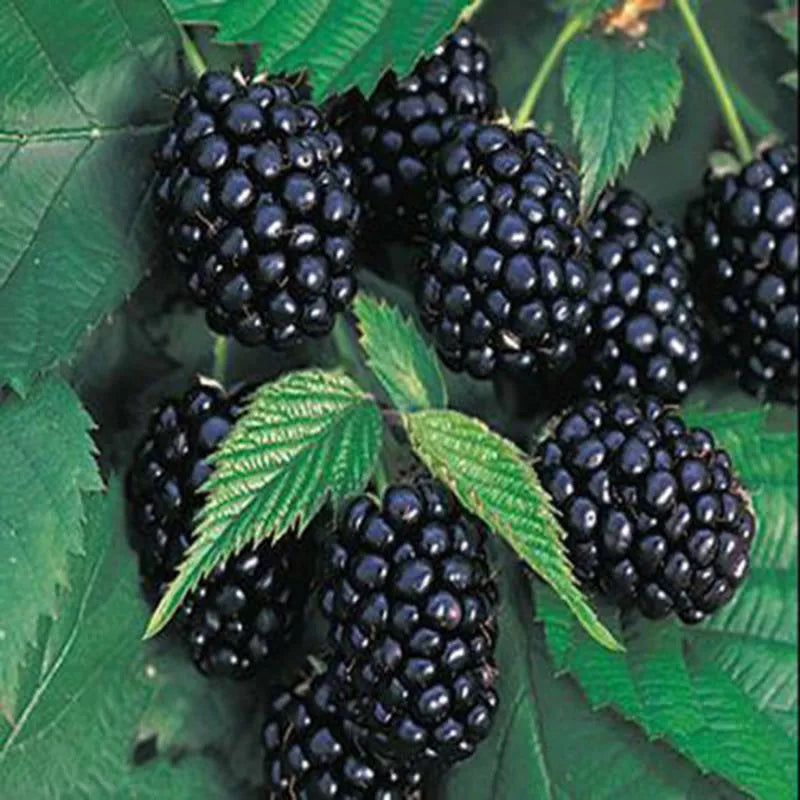Black Mulberry Morus Nigra Hardy Fruit Tree Seeds