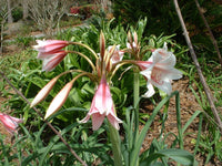 Crinum Lily Bulbispermum Chessmaster Small-size Bulb - Flower Seeds