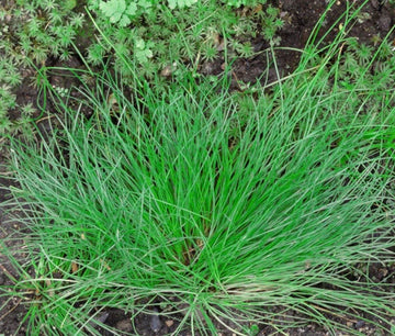 Fiber Optic Grass Isolepis Cernua – Ornamental Garden Grass Seeds
