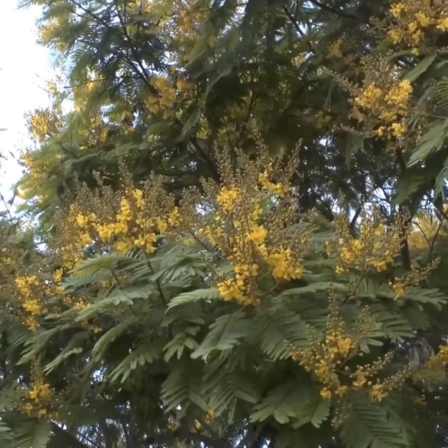 Peltophorum Pterocarpum Ferrugineum – Fragrant Copper Pod Tree Seeds