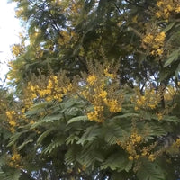 Peltophorum Pterocarpum Ferrugineum – Fragrant Copper Pod Tree Seeds
