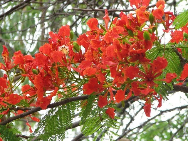 Delonix Regia – Red Royal Flowering Poinciana Tree Seeds