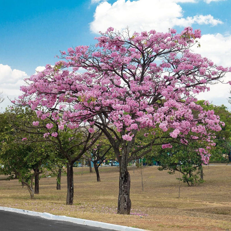 Pink Poui Tabebuia Rosea Flowering Tropical Tree Seeds