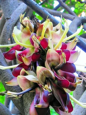 Mucuna Macrocarpa Rusty Leaf Fruiting Vine Seeds