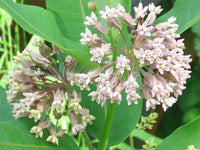 Common Milkweed Asclepias Syriaca – Pollinator Flower Seeds