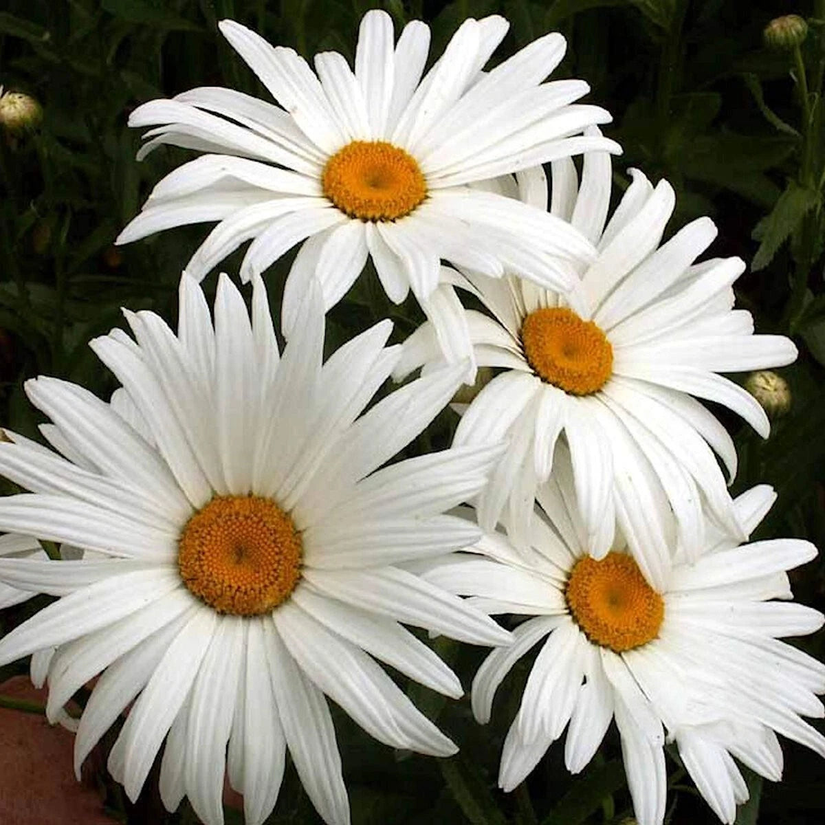 Alaska Shasta Daisy Leucanthemum Hardy Wildflower Garden Seeds