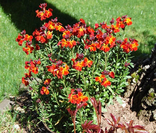 English Wallflower Cheiranthus Cheiri – Fragrant Flower Seeds