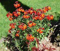 English Wallflower Cheiranthus Cheiri – Fragrant Flower Seeds