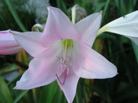 Crinum Lily J C Harvey Medium-Size Bulb - Flower Seeds