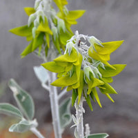 Regal Birdflower Seeds – Garden Flower Seeds