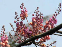 Cassia Grandis Tropical Coral Shower Tree Wow! – Flower Seeds