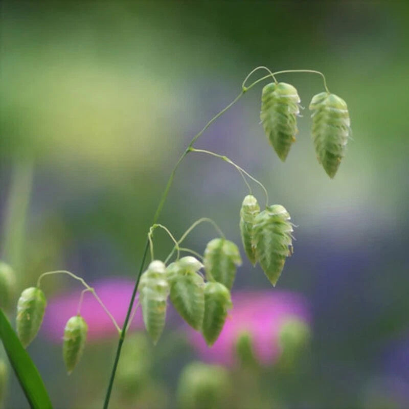 Great Quaking Grass Briza Maxima – Ornamental Garden Seeds