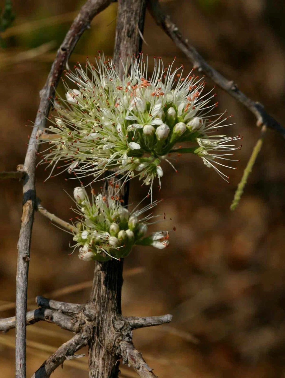 Combretum Mossambicense – Fragrant Hardy Creeper Shrub Seeds