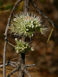 Combretum Mossambicense – Fragrant Hardy Creeper Shrub Seeds