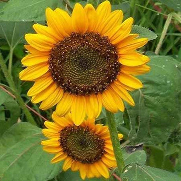 Mini Sunflower Helianthus Annuus Dwarf Yellow Flower Seeds