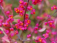 Spindle Tree For Planting Euonymus Latifolius – Flower Seeds Perennial