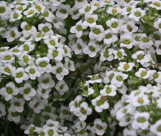 Alyssum Carpet of Snow Lobularia Maritima – Perennial Groundcover Flower Seeds