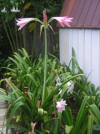 Crinum Lily Pink Trumpet Medium-size Bulb New - Flower Seeds