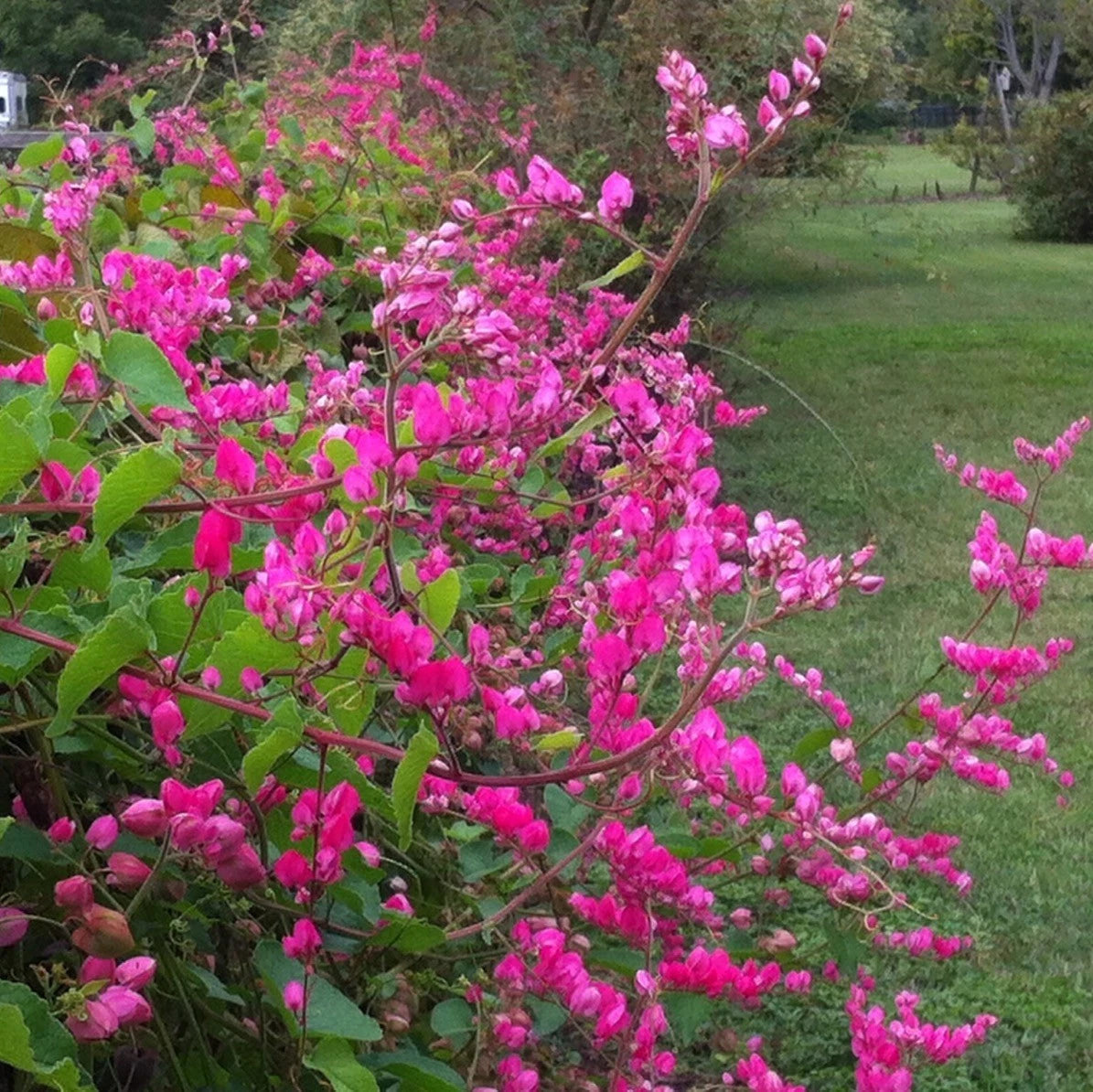 Antigonon Leptopus – Coral Vine Queen’s Wreath Seeds