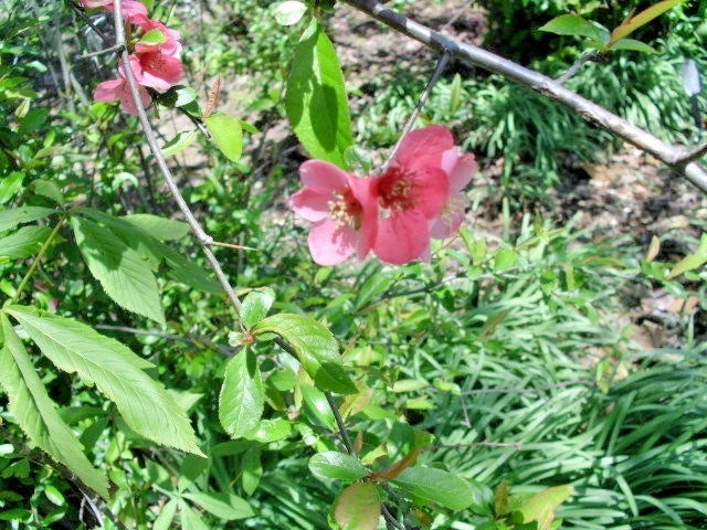 Enchantress Flowering Quince Chaenomeles Californica – Ornamental Shrub Seeds