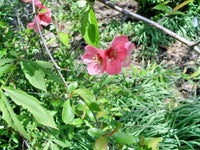 Enchantress Flowering Quince Chaenomeles Californica – Ornamental Shrub Seeds