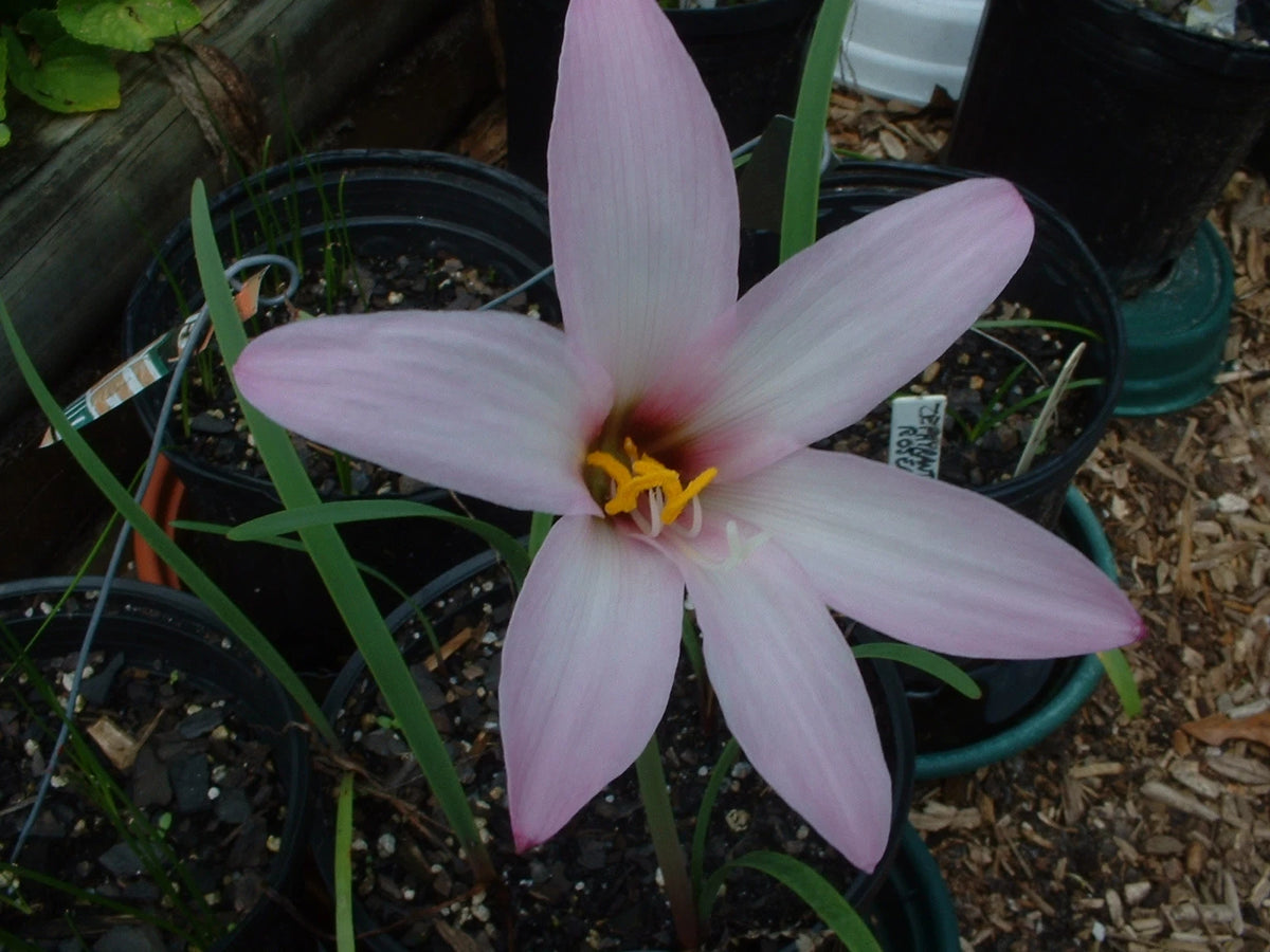 Rain Lily Habranthus Floryi Cherry Pink New Zephyranthes - Flower
