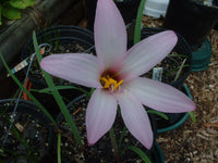 Rain Lily Habranthus Floryi Cherry Pink New Zephyranthes - Flower