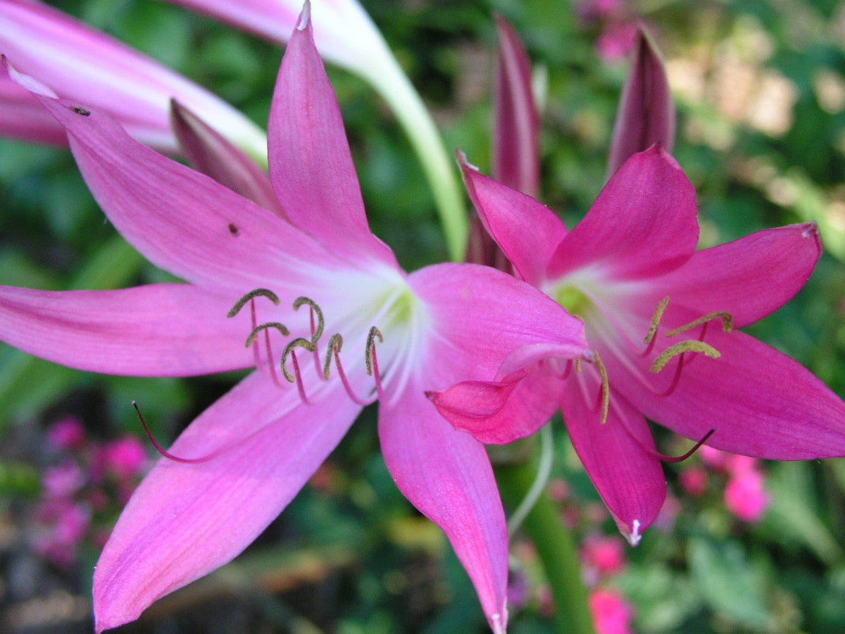 Crinum Lily Hannibal S Dwarf Medium-size Bulb - Flower Seeds