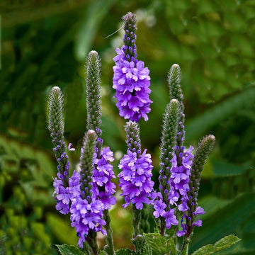 Hoary Vervain – Hardy Wildflower Garden Seeds