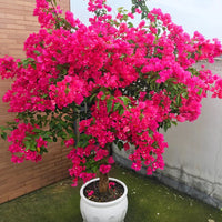 Mixed Color Garden – Colorful, Mixed, Bonsai, Garden Flower Seeds