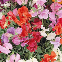 Mixed Knee High Sweet Pea Lathyrus – Climbing Wildflower Garden Seeds
