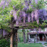 Wisteria Sinensis – Fragrant Hardy Climbing Vine Garden Seeds