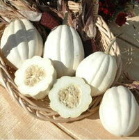 Mashed Potato Squash Seeds For Planting Exotic White Squash Gourmet Quality – Colorful Flower Seeds